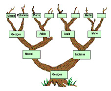 arb